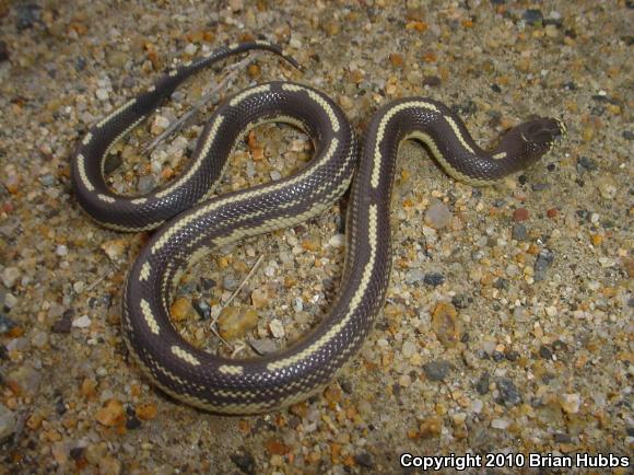 California Kingsnake (Lampropeltis getula californiae)