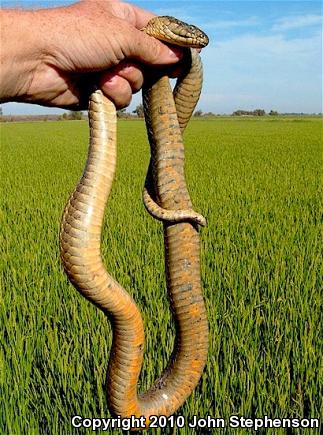 Giant Gartersnake (Thamnophis gigas)