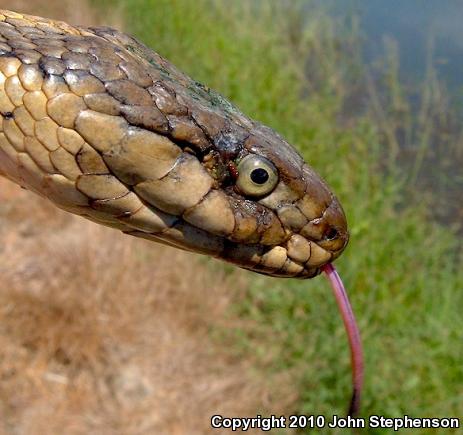 Giant Gartersnake (Thamnophis gigas)