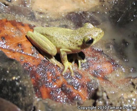 Squirrel Treefrog (Hyla squirella)