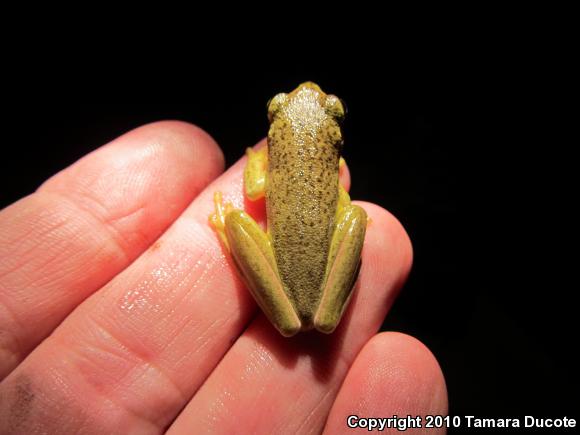 Squirrel Treefrog (Hyla squirella)