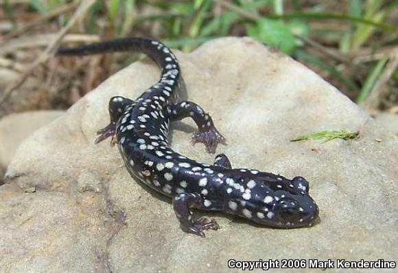 Northern Slimy Salamander (Plethodon glutinosus)