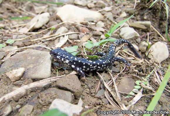 Northern Slimy Salamander (Plethodon glutinosus)