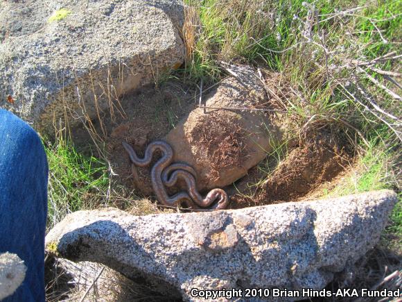 Coastal Rosy Boa (Lichanura trivirgata roseofusca)