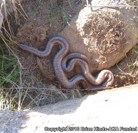 Coastal Rosy Boa (Lichanura trivirgata roseofusca)