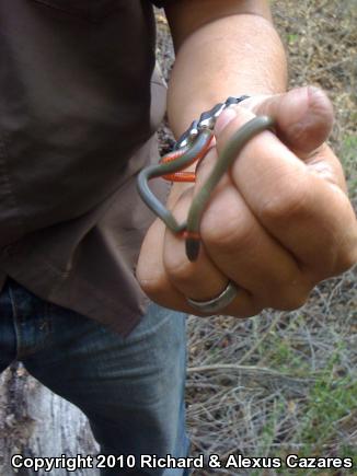 Monterey Ring-necked Snake (Diadophis punctatus vandenburgii)