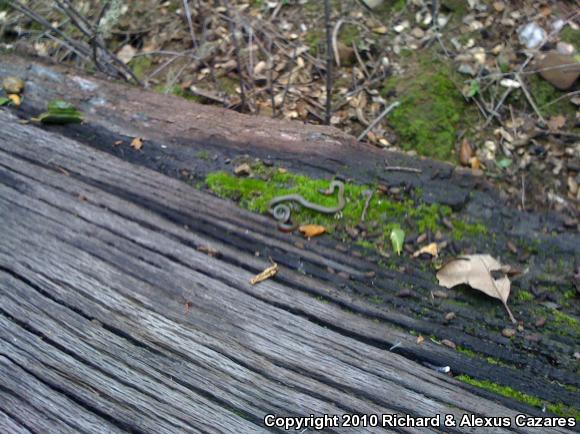 Monterey Ring-necked Snake (Diadophis punctatus vandenburgii)