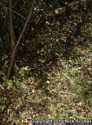 Eastern Massasauga (Sistrurus catenatus catenatus)