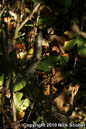 Eastern Massasauga (Sistrurus catenatus catenatus)