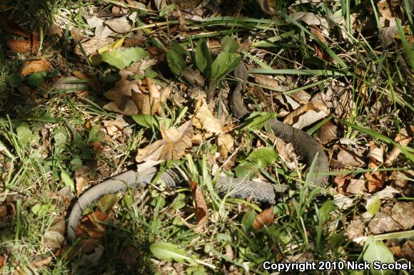 Eastern Massasauga (Sistrurus catenatus catenatus)