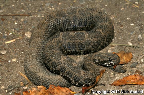 Eastern Massasauga (Sistrurus catenatus catenatus)