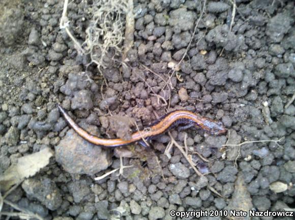 Eastern Red-backed Salamander (Plethodon cinereus)