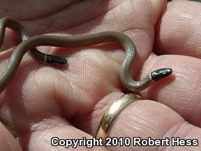 Western Black-headed Snake (Tantilla planiceps)