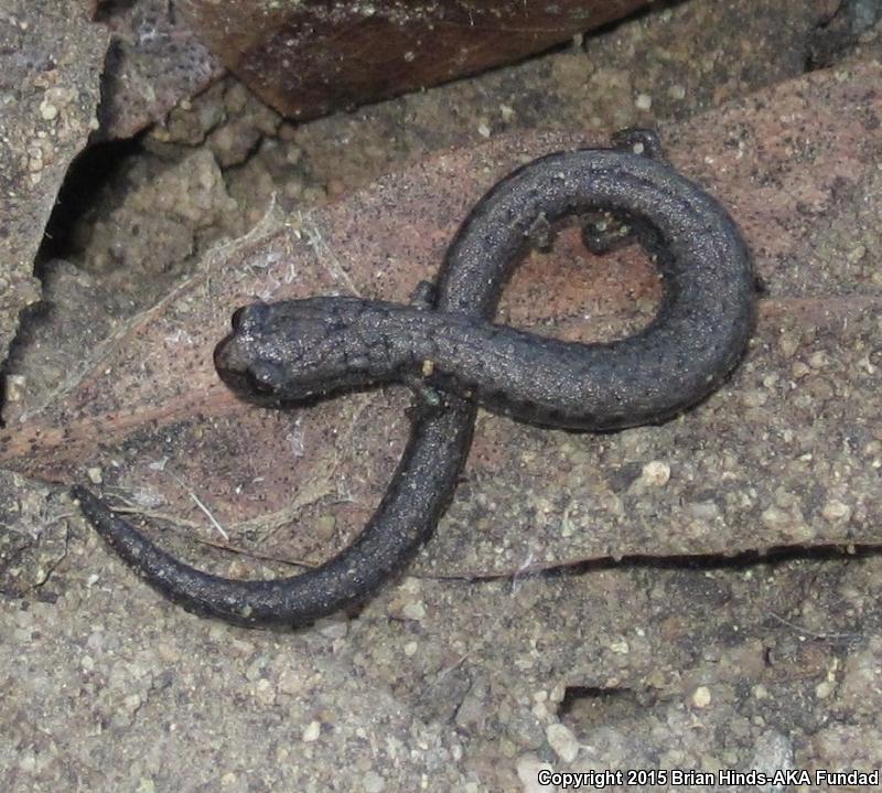 San Simeon Slender Salamander (Batrachoseps incognitus)