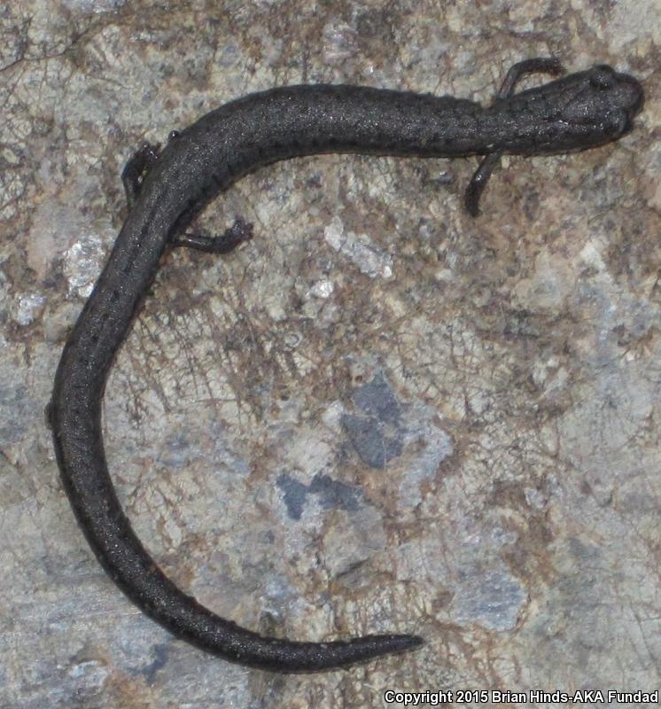 San Simeon Slender Salamander (Batrachoseps incognitus)