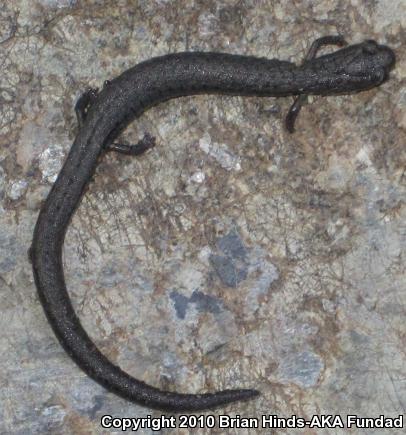 San Simeon Slender Salamander (Batrachoseps incognitus)