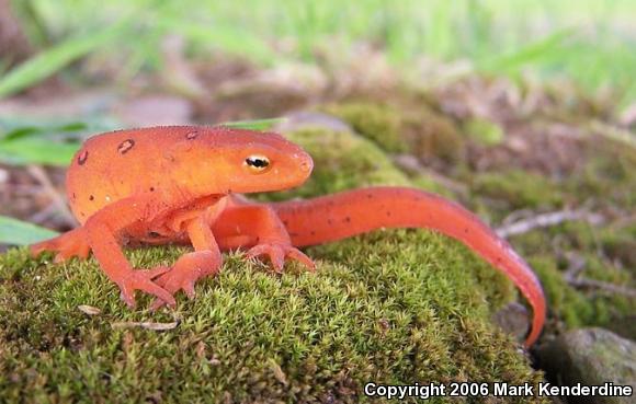 Eastern Newt (Notophthalmus viridescens)