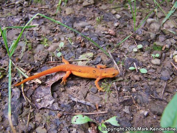 Eastern Newt (Notophthalmus viridescens)