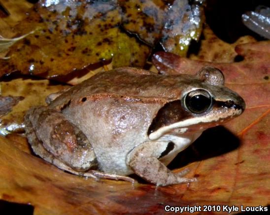 Wood Frog (Lithobates sylvaticus)