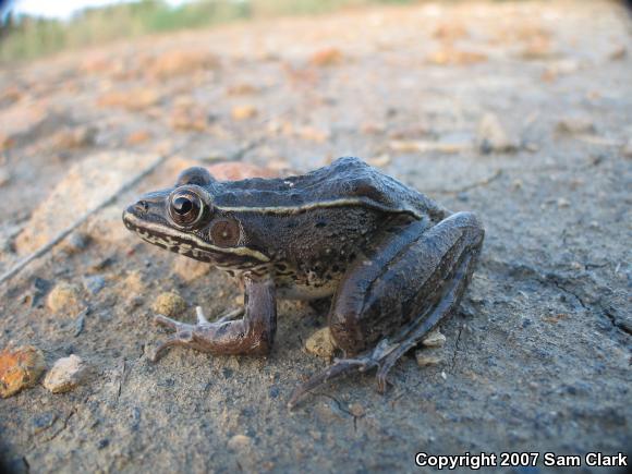 Plains Leopard Frog (Lithobates blairi)