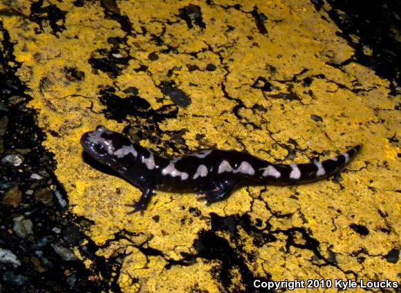 Marbled Salamander (Ambystoma opacum)