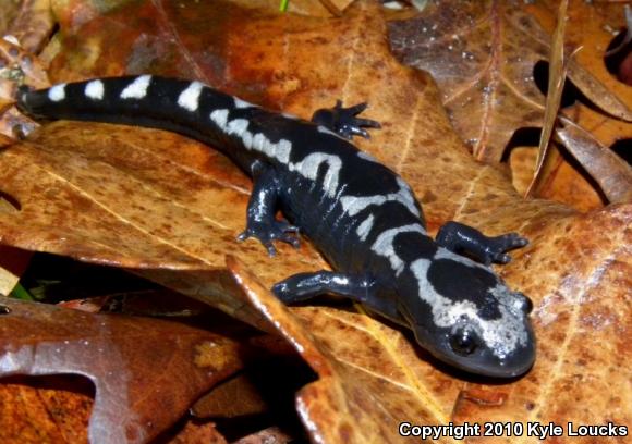 Marbled Salamander (Ambystoma opacum)