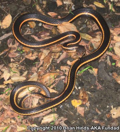 California Striped Racer (Coluber lateralis lateralis)