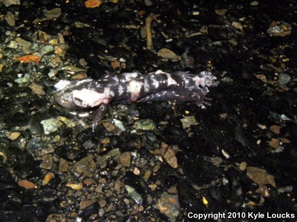 Marbled Salamander (Ambystoma opacum)