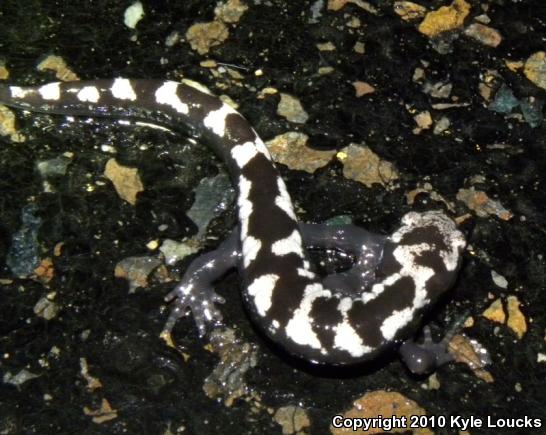 Marbled Salamander (Ambystoma opacum)