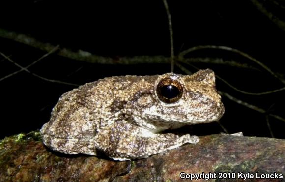 Cope's Gray Treefrog (Hyla chrysoscelis)