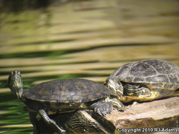 Red-eared Slider (Trachemys scripta elegans)