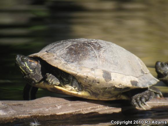 Red-eared Slider (Trachemys scripta elegans)