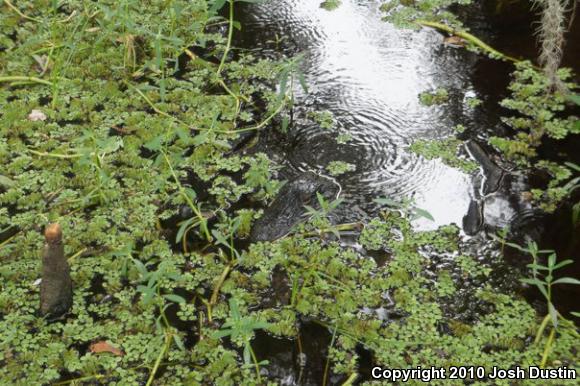 American Alligator (Alligator mississippiensis)