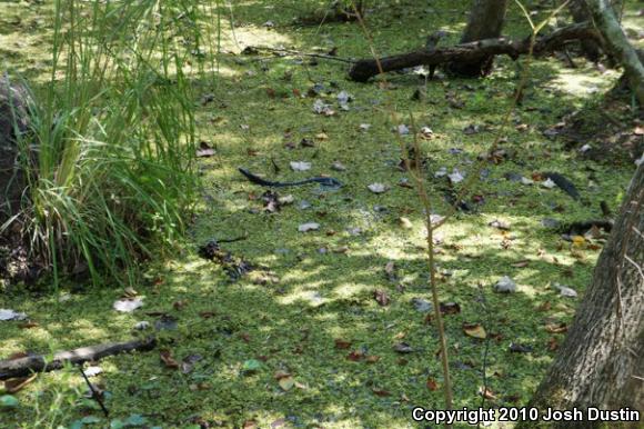 Western Cottonmouth (Agkistrodon piscivorus leucostoma)