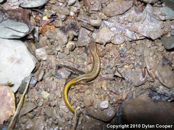 Northern Two-lined Salamander (Eurycea bislineata)