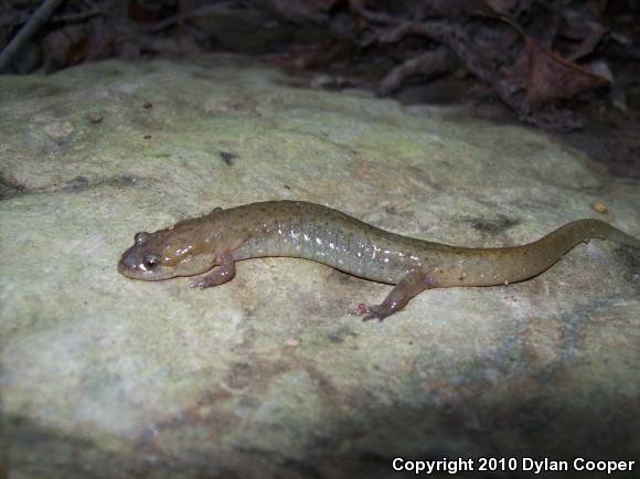 Northern Dusky Salamander (Desmognathus fuscus)