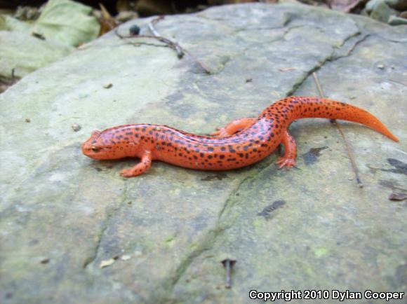 Northern Red Salamander (Pseudotriton ruber ruber)