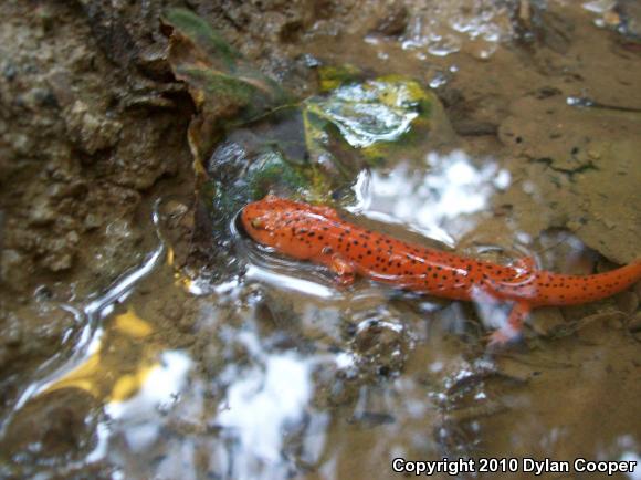 Northern Red Salamander (Pseudotriton ruber ruber)