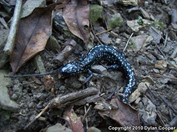 Northern Slimy Salamander (Plethodon glutinosus)