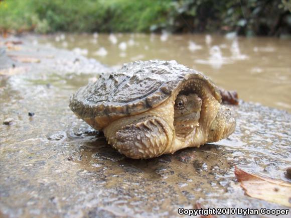 Eastern Snapping Turtle (Chelydra serpentina serpentina)