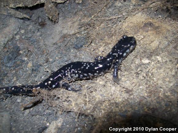 Northern Slimy Salamander (Plethodon glutinosus)