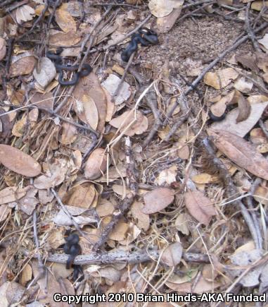 Pacific Ring-necked Snake (Diadophis punctatus amabilis)