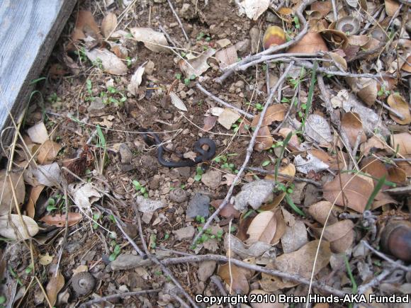 Pacific Ring-necked Snake (Diadophis punctatus amabilis)