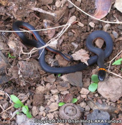 Pacific Ring-necked Snake (Diadophis punctatus amabilis)