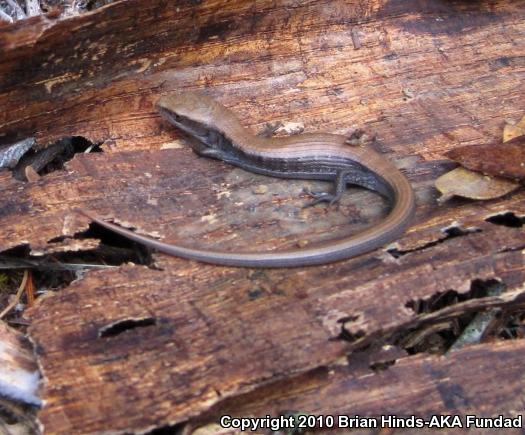 California Alligator Lizard (Elgaria multicarinata multicarinata)