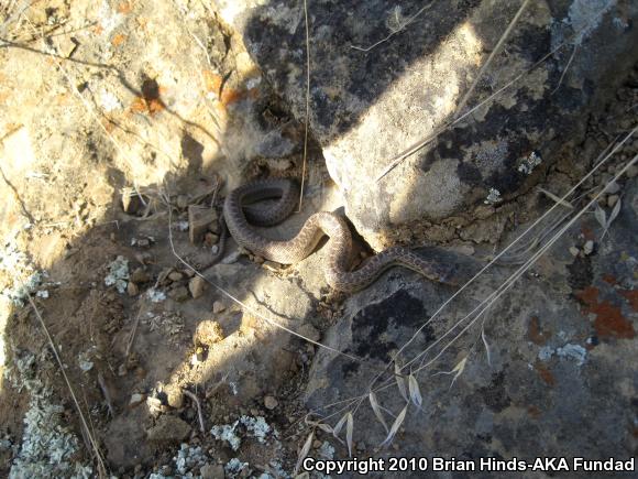 Pacific Gopher Snake (Pituophis catenifer catenifer)