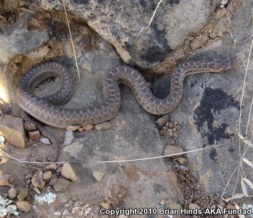 Pacific Gopher Snake (Pituophis catenifer catenifer)