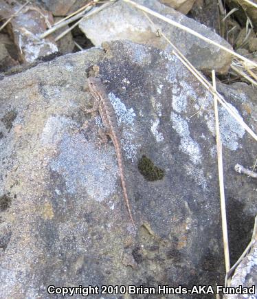 Coast Range Fence Lizard (Sceloporus occidentalis bocourtii)