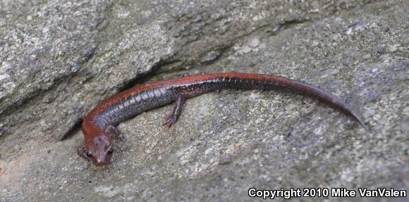 Eastern Red-backed Salamander (Plethodon cinereus)