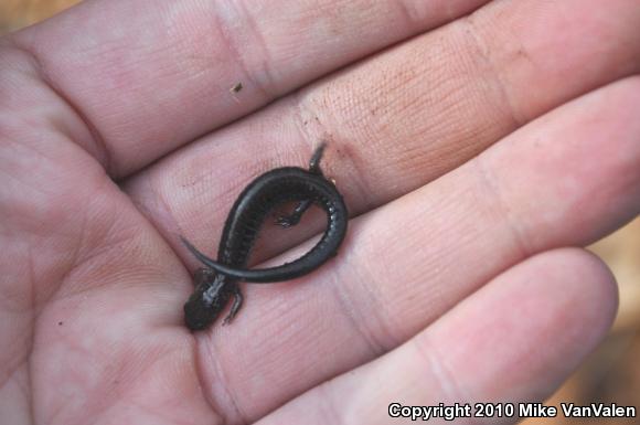 Eastern Red-backed Salamander (Plethodon cinereus)